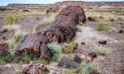 arbre fossile