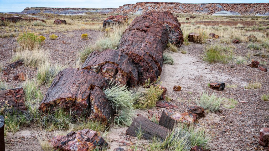 arbre fossile
