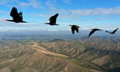 oiseaux migrateurs