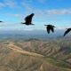 oiseaux migrateurs