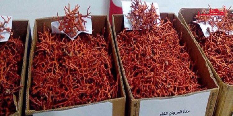 تهريب المرجان 2 جلنار Jollanar