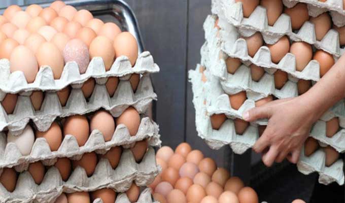 حذار من بيض رخيص السعر مهرّب من الجزائر 2 جلنار Jollanar