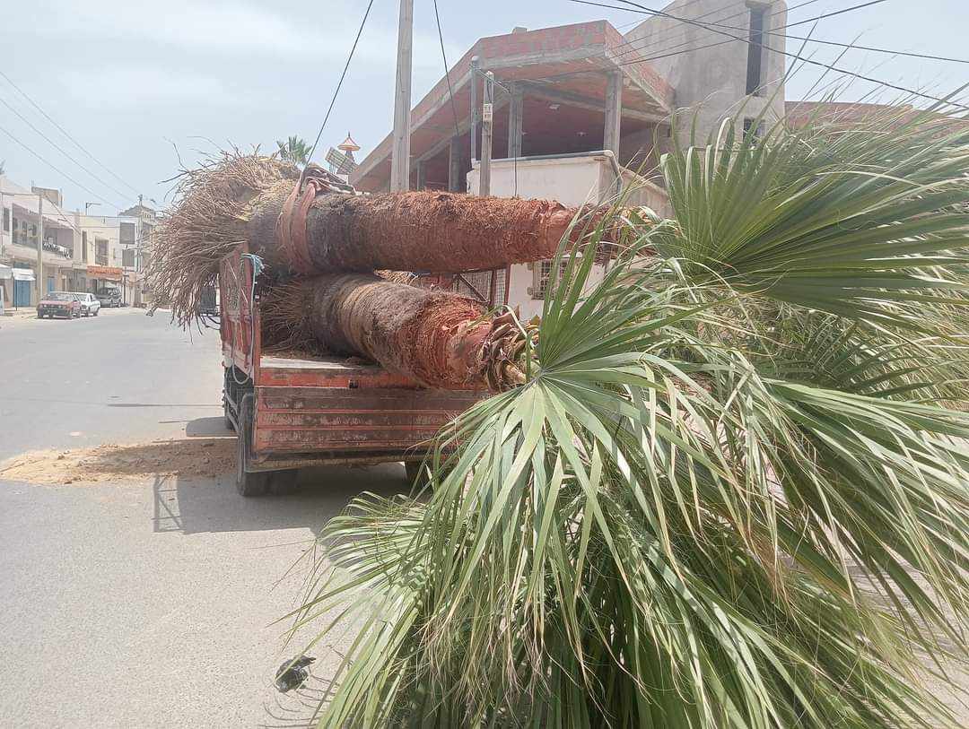Palmiers arrachés à Akouda جلنار Jollanar